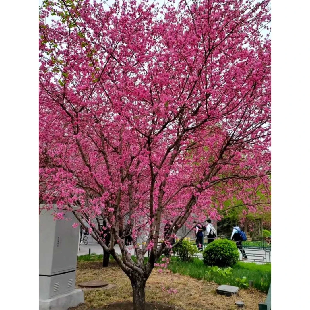 耐寒桃花树苗红叶碧桃紫叶工程绿化苗别墅庭院观赏风景树四季开花
