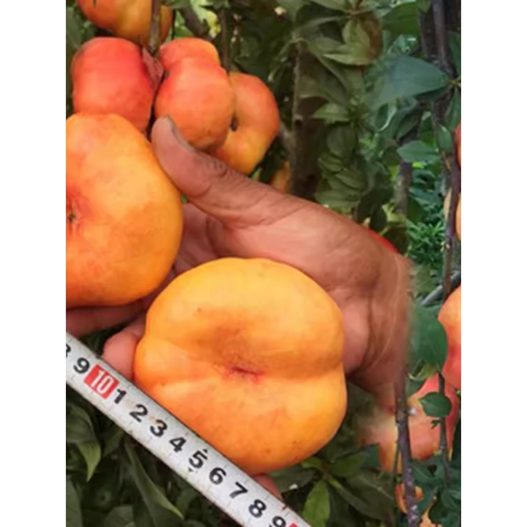 嫁接早熟黄金蟠桃树苗36-5油蟠桃苗苗子脆甜离核盆栽地栽当年结果