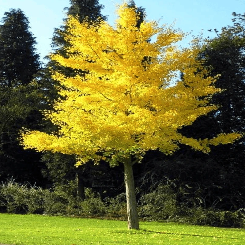 银杏树苗白果活苗庭院占地绿化苗木行道树金叶银杏小苗南北方种植