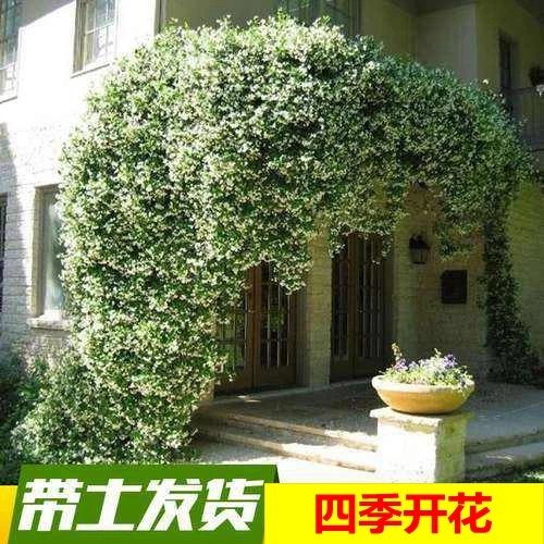 爬藤植物风车茉莉大苗室内阳台盆栽银丝茉莉花苗四季绿植花卉好养
