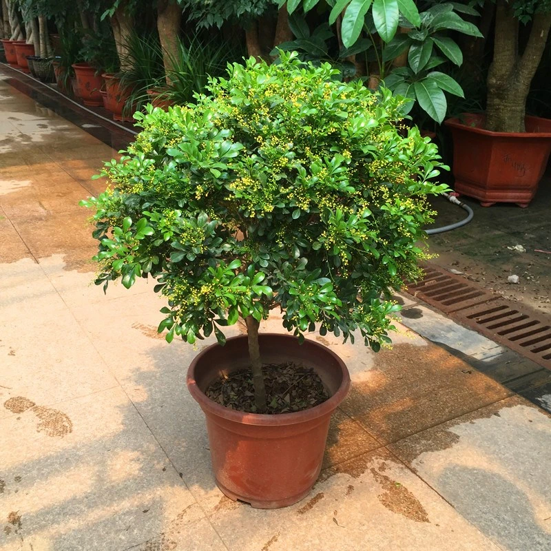 米兰花苗盆栽 室内阳台庭院绿植芳香花卉 净化空气四季开花不断