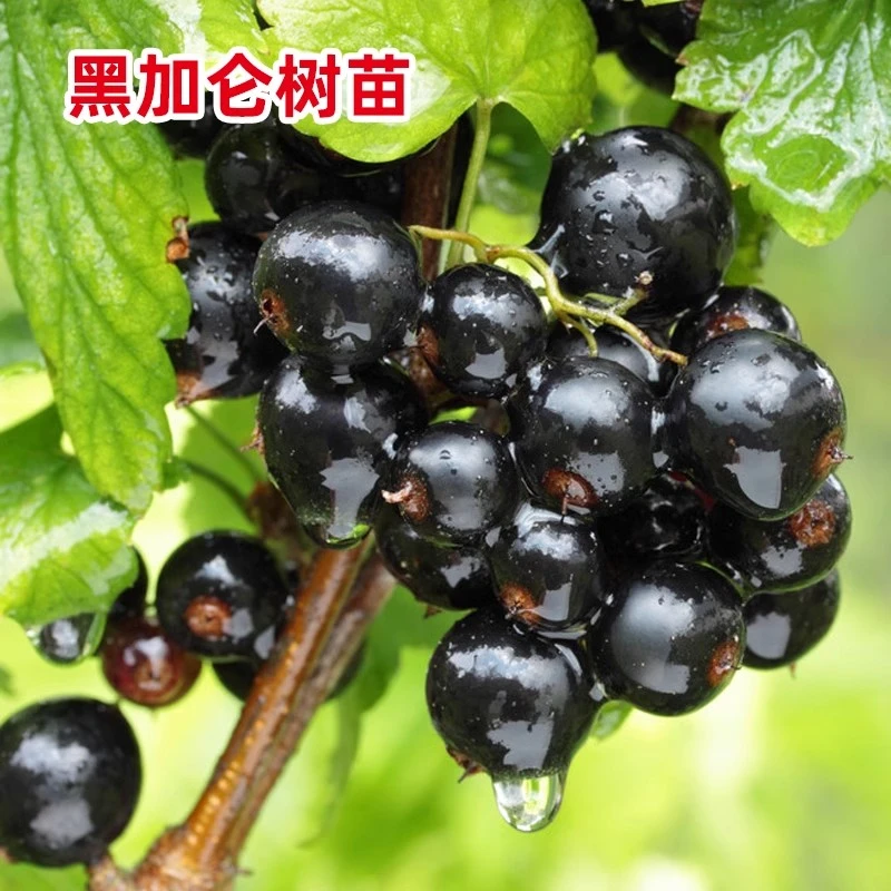 果树苗红加仑苗红醋栗苗红灯笼果苗黑加仑树苗树葡萄苗当年结果苗