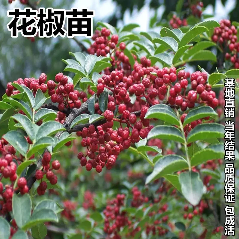 大红袍花椒苗树食用盆栽盆栽地栽南北种植花椒苗四川麻椒青花椒苗