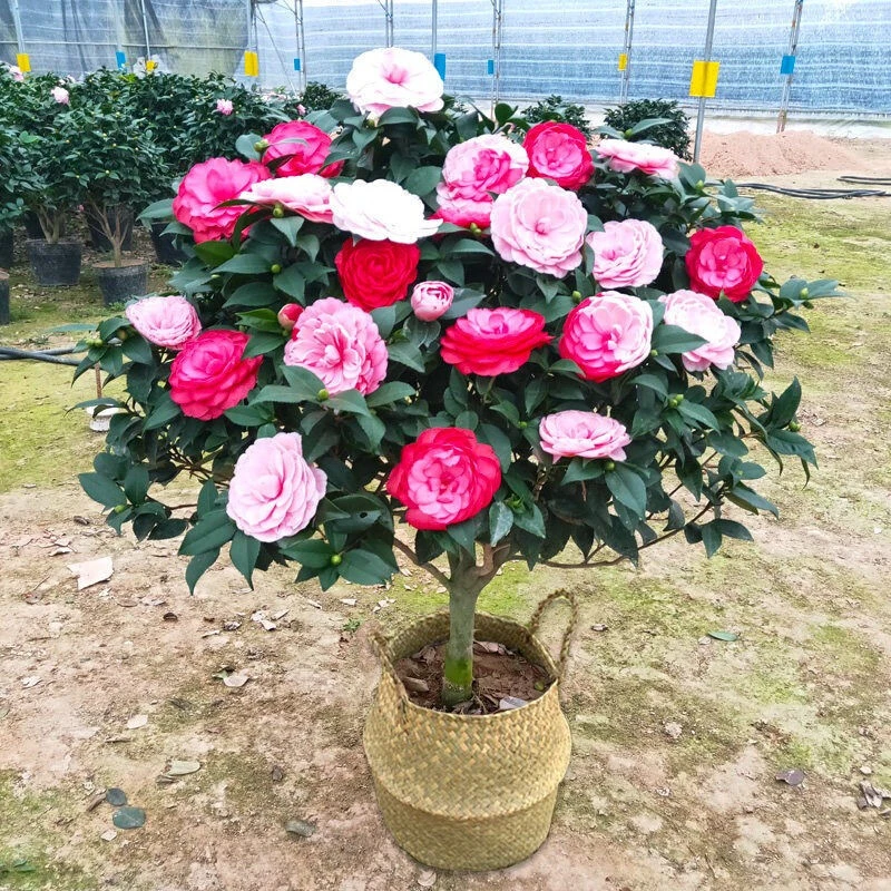 茶花树苗盆栽室内外耐寒老桩植物浓香型香妃树苗四季茶花五色赤丹