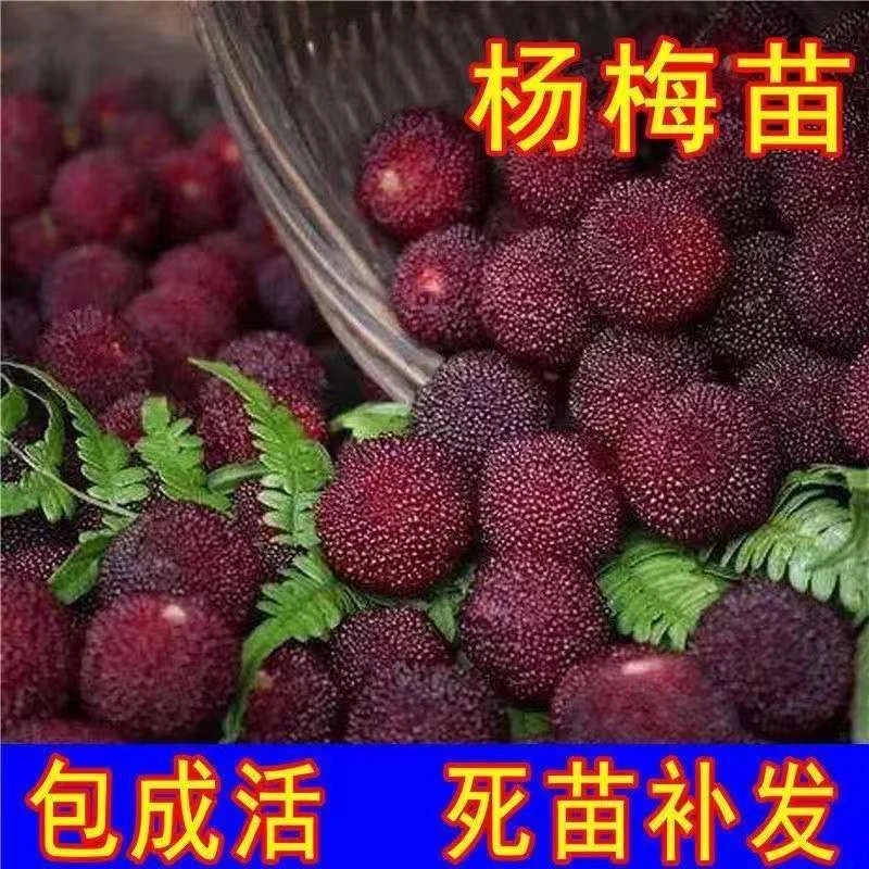 东魁杨梅树苗南北方种植盆栽地载带土带叶发货嫁接大果杨梅果树苗