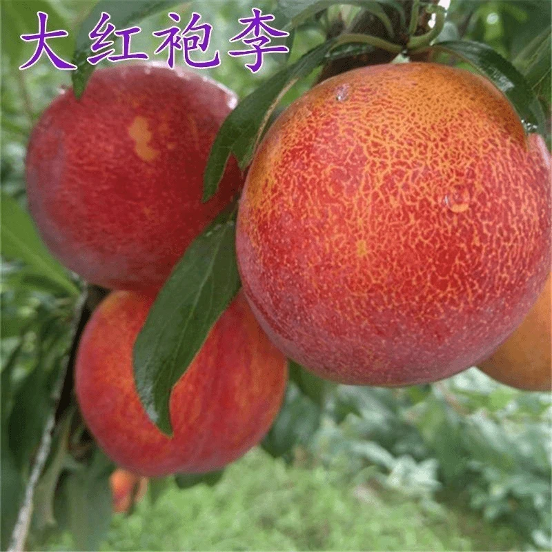 大红袍李子树苗嫁接晚熟脱骨李南北方种国峰七号李子树苗当年结果