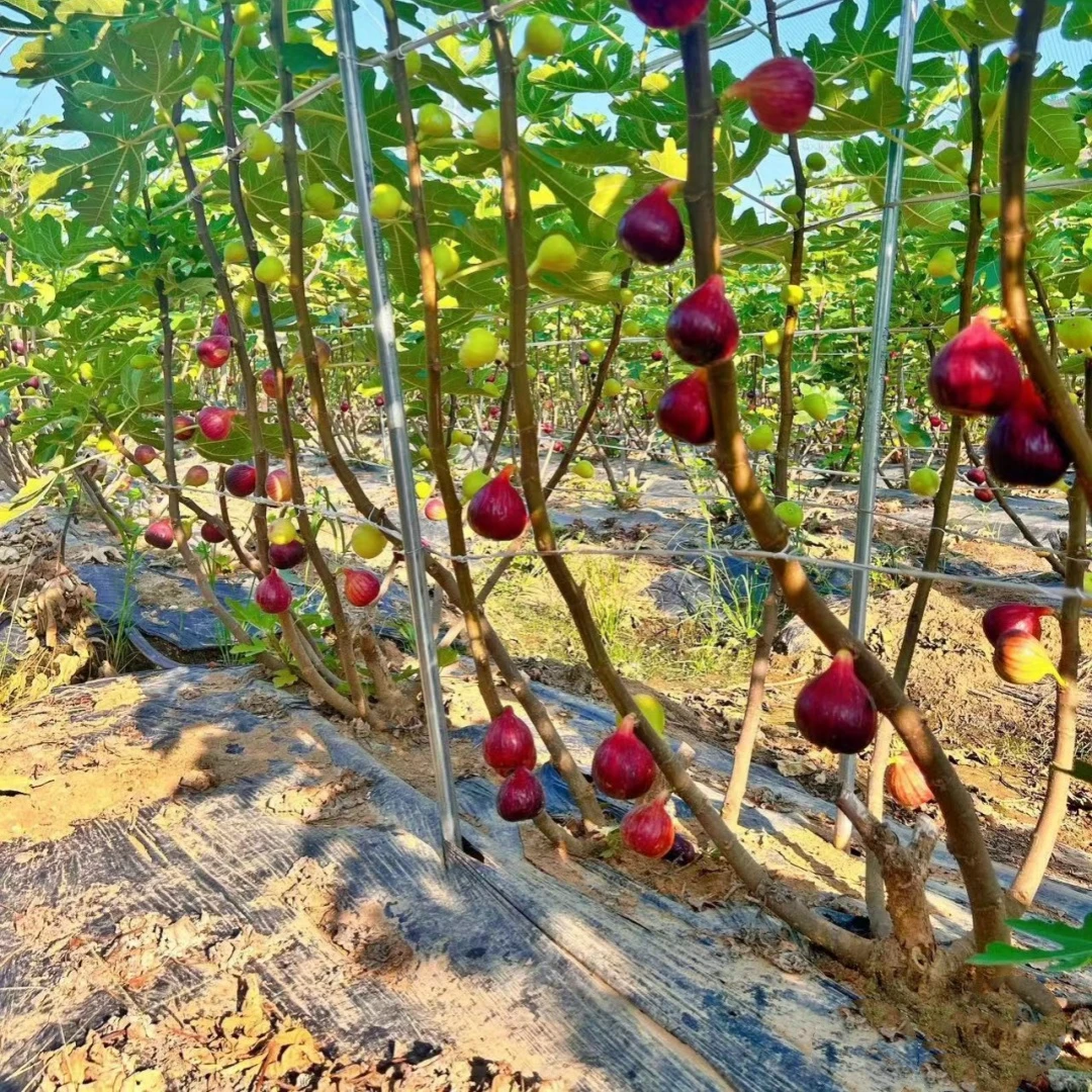 无花果树果苗特大果新品种盆栽庭院阳台矮化水果树南北方四季种植
