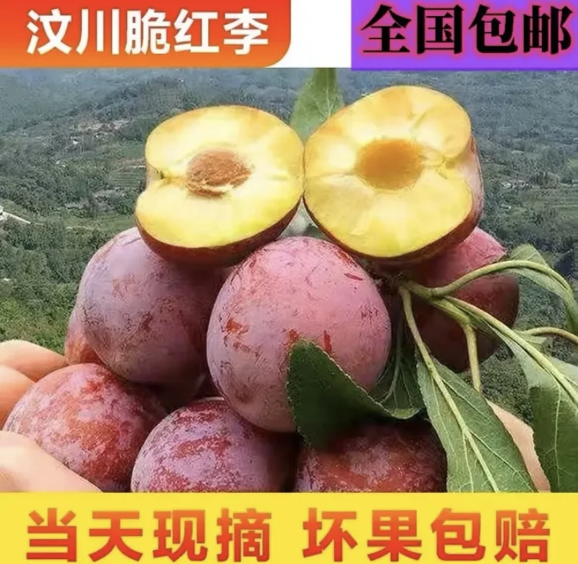 现货正宗四川汶川新鲜脆红李脱骨李冰糖李当季孕妇水果李子直发