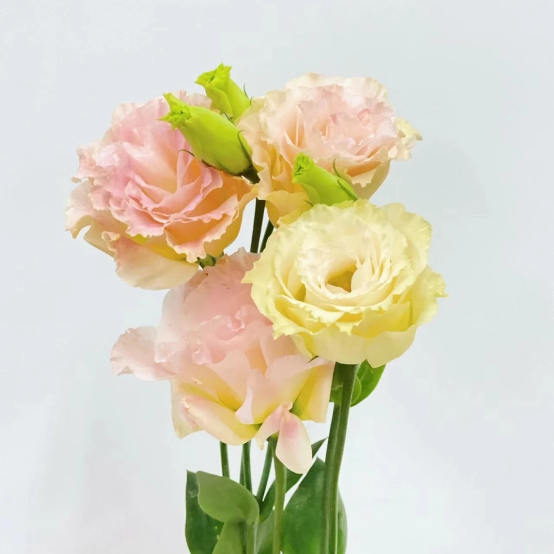 洋桔梗【两单起发顺丰冷链】