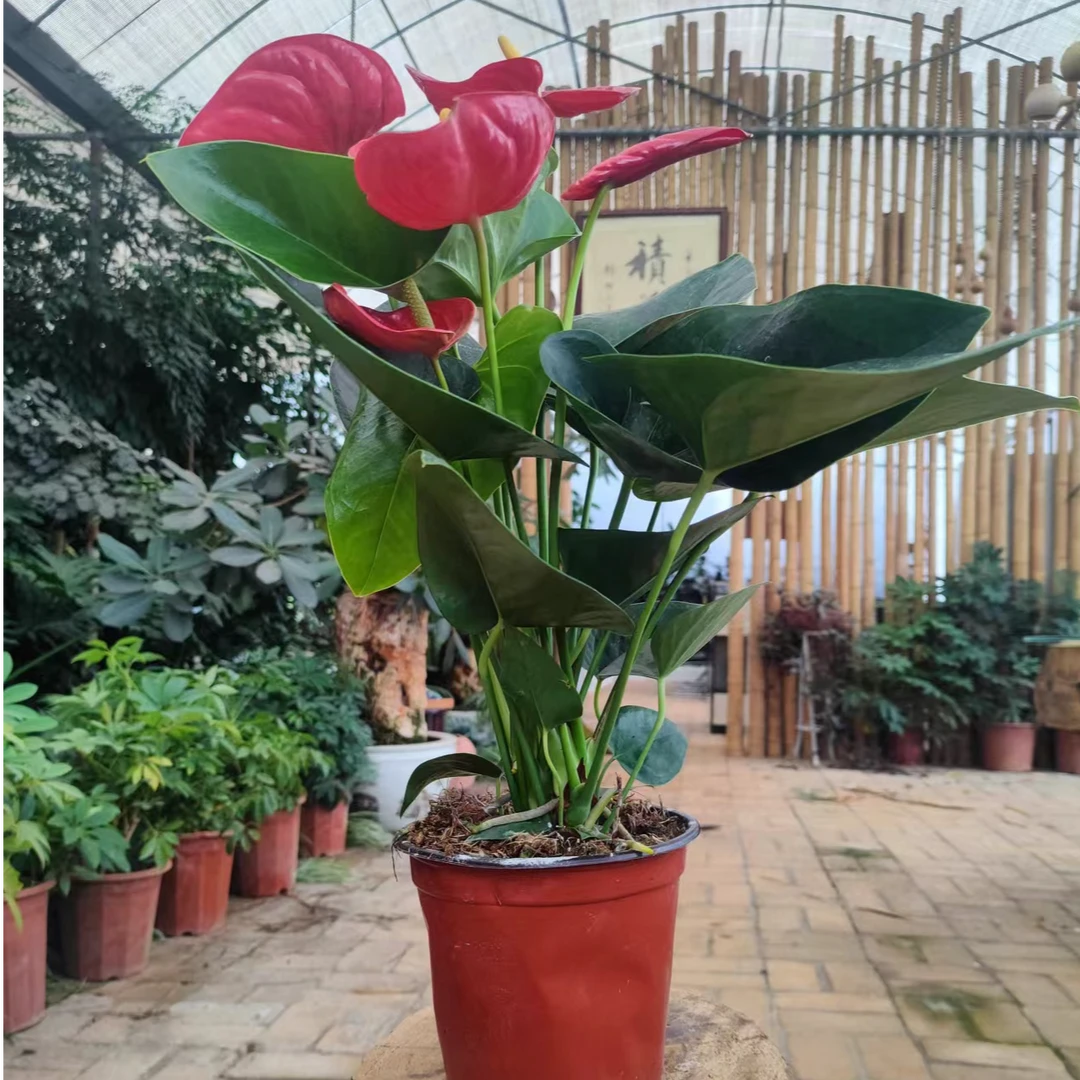 精品红掌-红斑室内绿植花卉