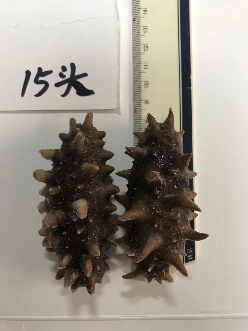 冻海参深海海参规格一斤15只左右泡发好的，缓化后洗一下就可以吃