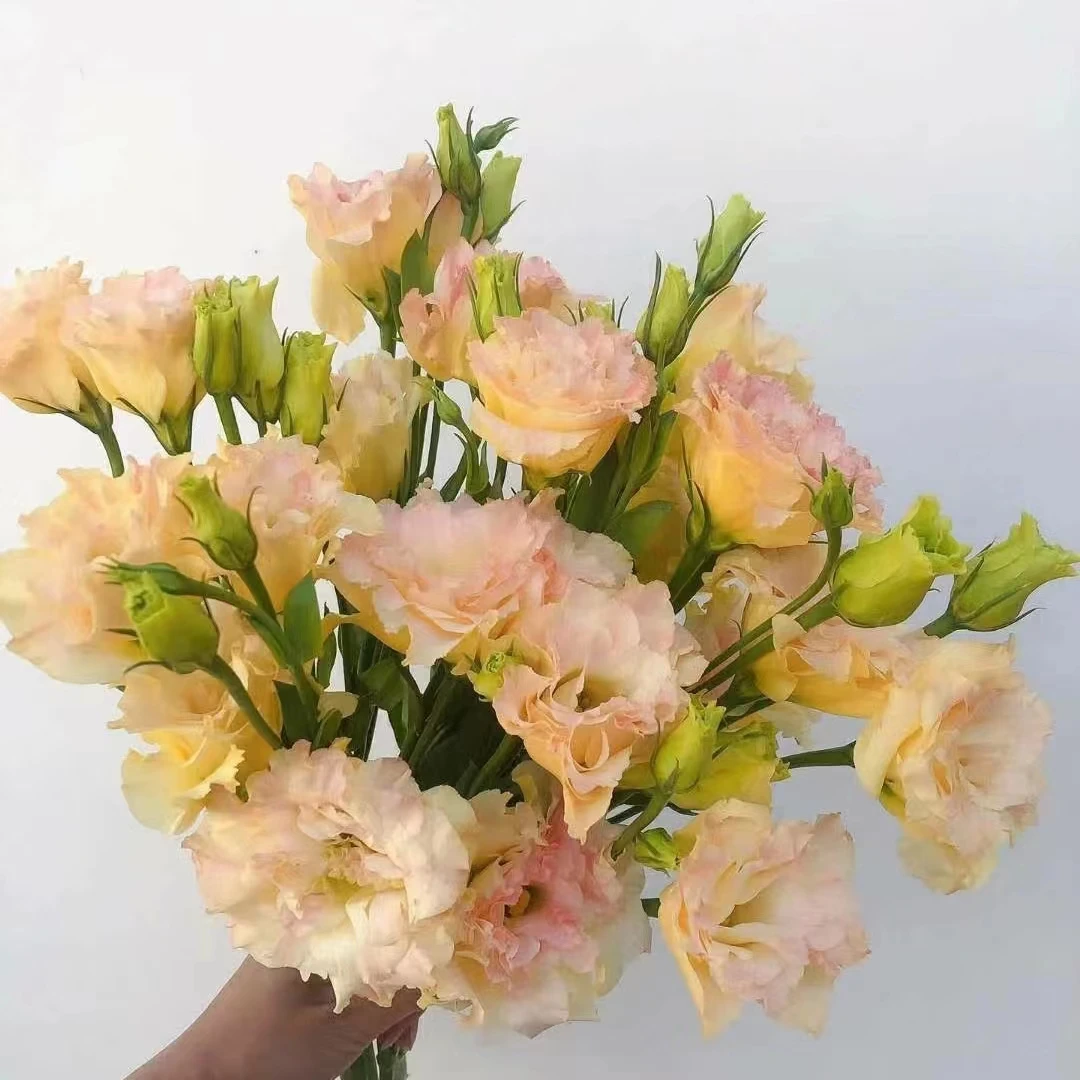 【花晓】洋桔梗 凑单品  单拍不包邮 鲜花任意两单以上包邮