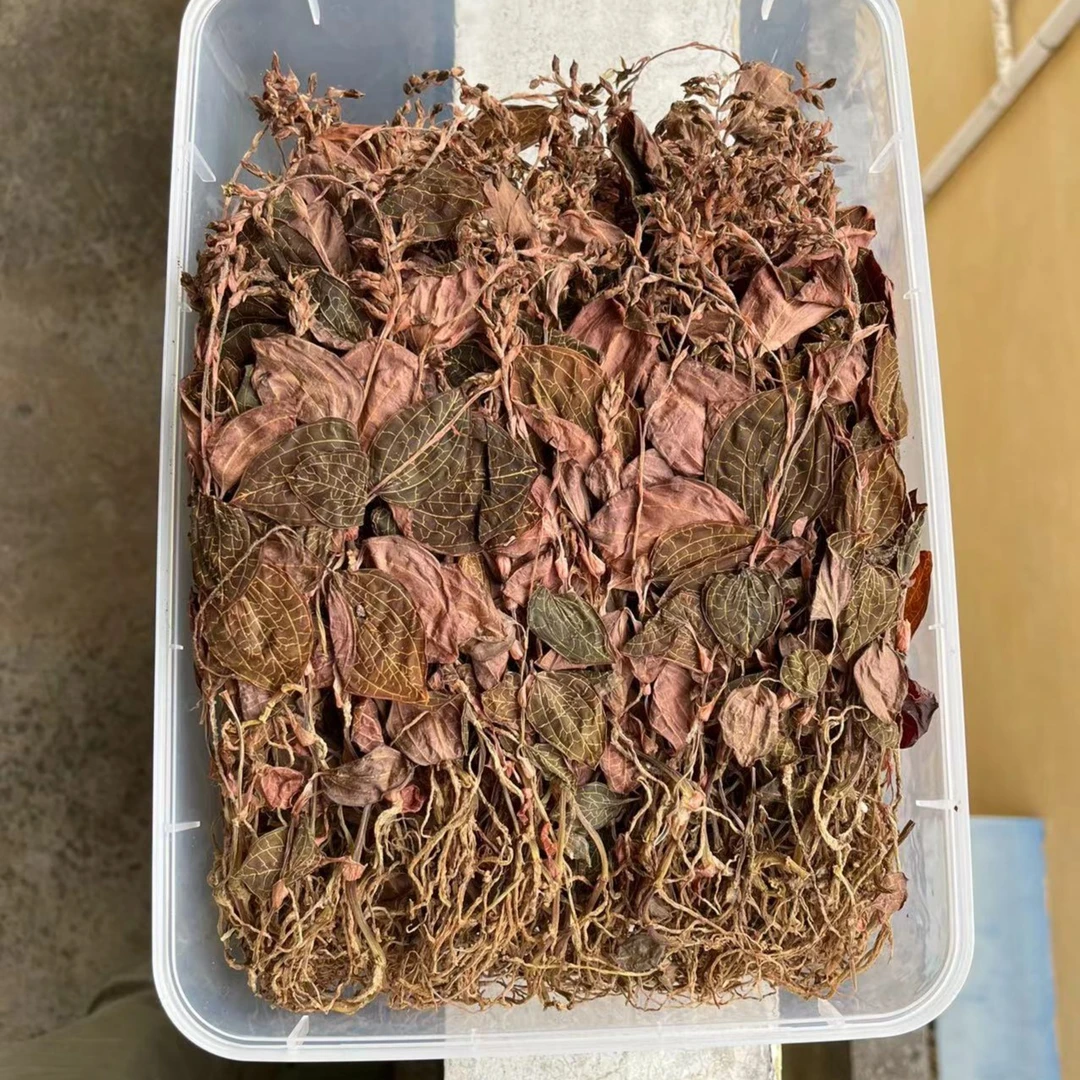 金线莲干品圆叶大棚种植17个月带花苞50号煲汤煮水好食材农产品新