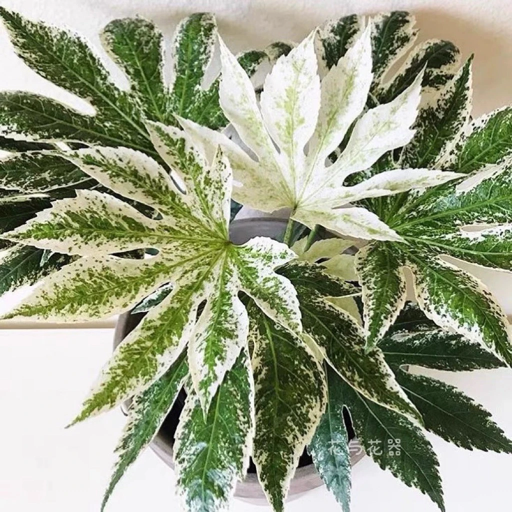 花与花器 花叶锦叶八角金盘锦盆栽 抹茶蜘蛛网八角金盘苗耐阴耐旱