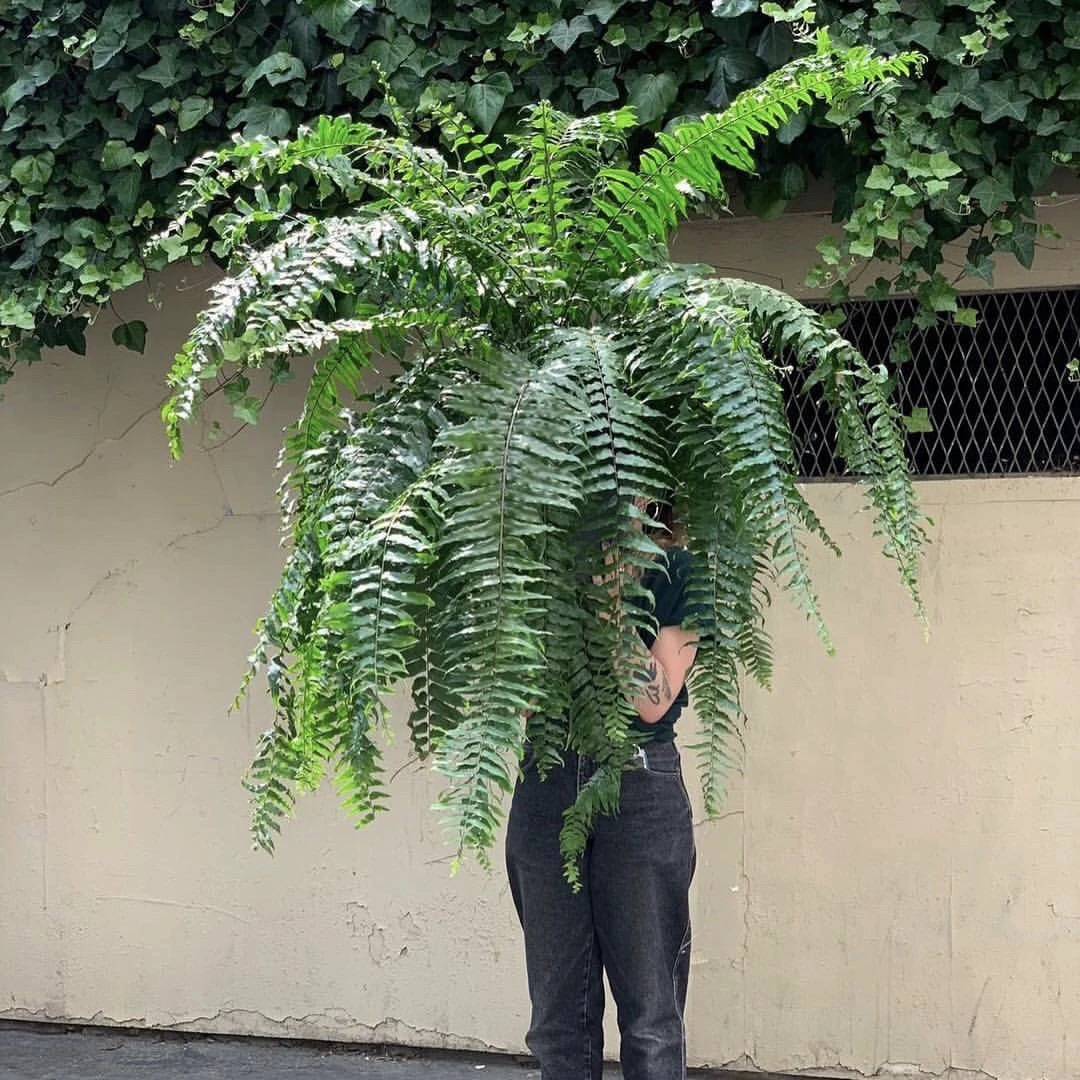 花与花器 精品霸王蕨 威武长叶肾蕨室内垂吊兰大型蕨类绿植物盆栽