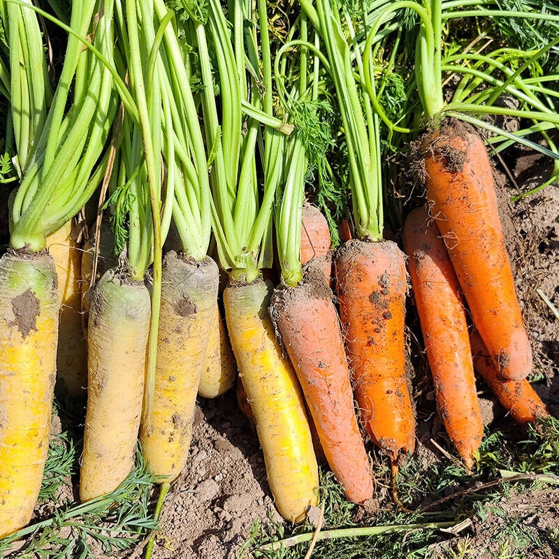 新疆特产新疆胡萝卜/黄萝卜5斤装抓饭炖肉炒菜即食凉拌