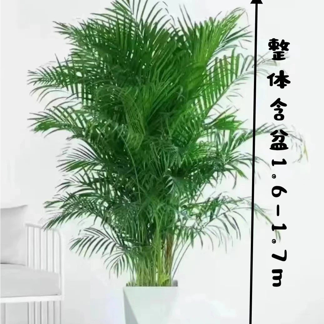 【1.6-1.7米】富贵椰子室内客厅富贵椰子散尾葵绿植大颗落地