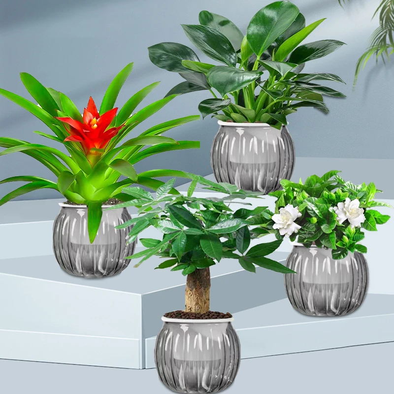 【买三送一】栀子花 小红星 金钻 发财树室内桌面绿植物美观配盆栽