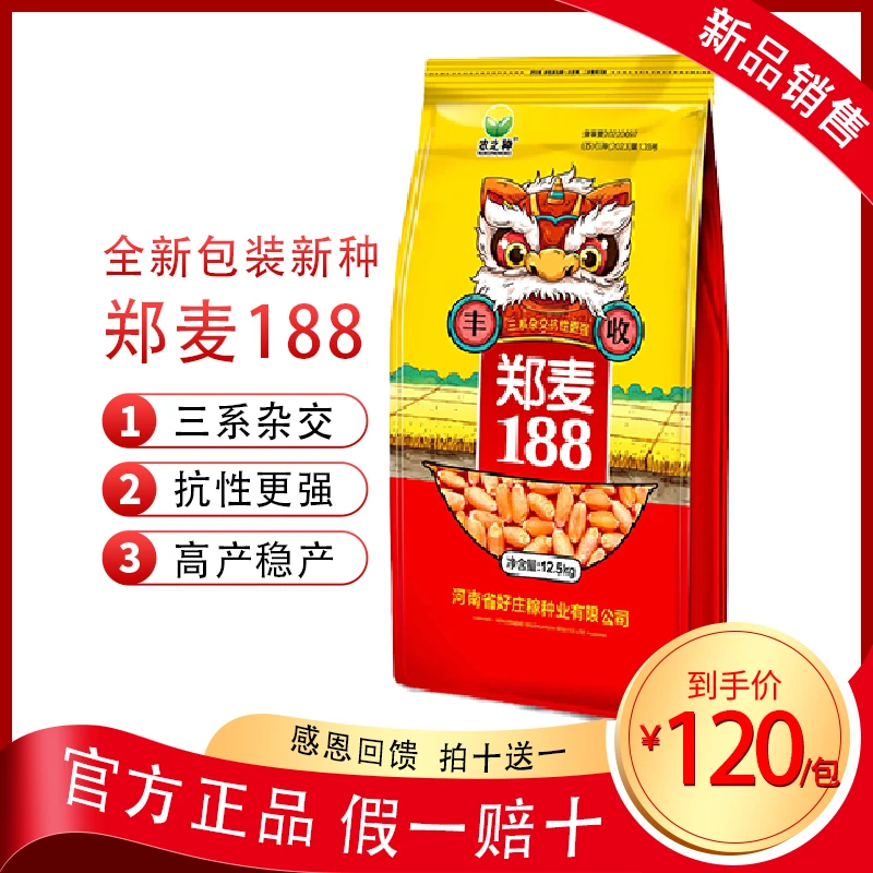 【三系杂交高产高抗品种】郑麦188小麦种子（七月五号发货）优质高产