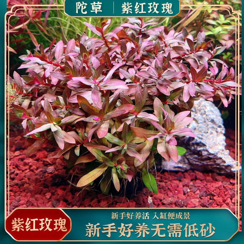 【紫红玫瑰】大坨草-紫红玫瑰丁香网红水草鱼缸生命之树造景