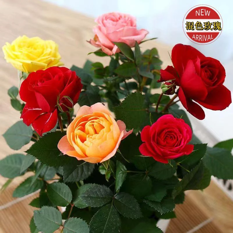 【带花苞发货】混色迷你钻石缤纷玫瑰花苗室内外阳台盆栽花卉四季开