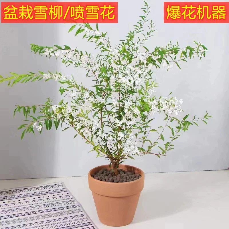 盆栽喷雪花耐寒植物雪柳冬季开花带花苞庭院阳台种植多年生灌木花