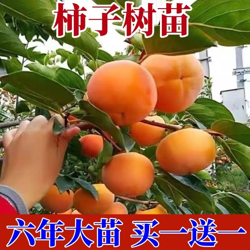 柿子树苗嫁接果树苗南北方种植地栽庭院火晶柿子脆柿苗树当年结果