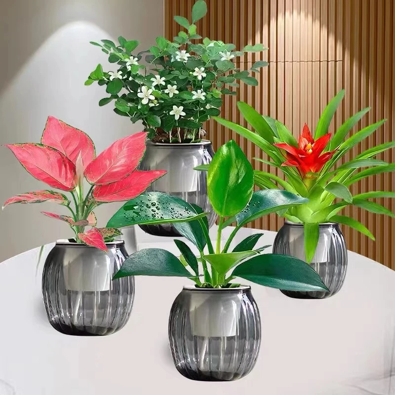 【拍一发四】水培绿植四件套家居净化空气小红星吉利红金钻九里香