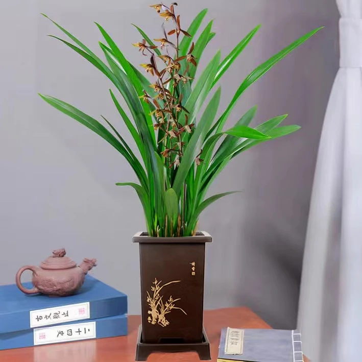 [墨兰企黑】浓香兰花盆栽报岁兰耐寒兰花苗室内四季 好养绿植花卉