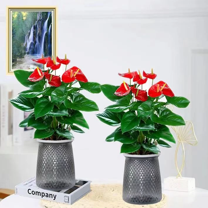 水培红掌3-5朵花发货花卉植物室内好养绿植鸿运当头四季开花