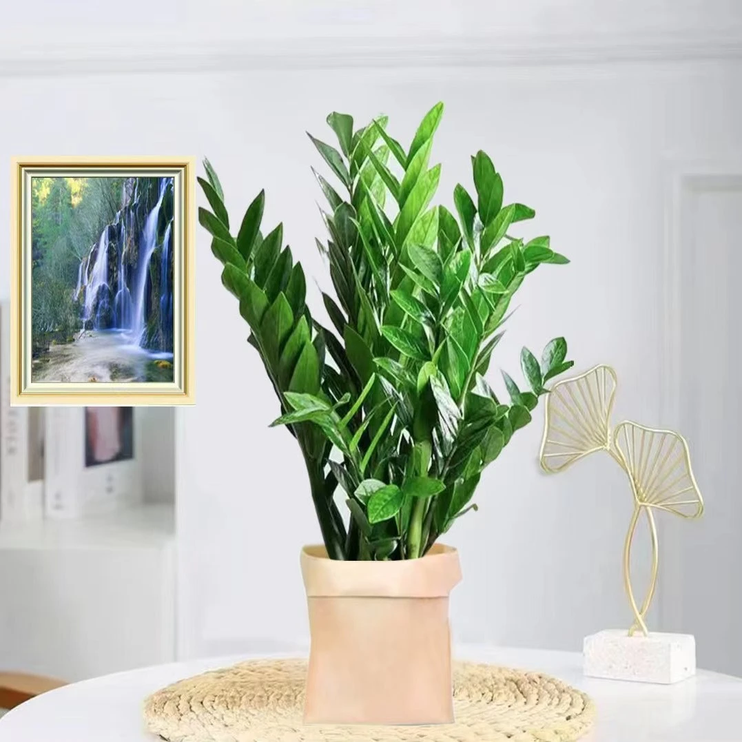 金钱树钱串子耐旱植物室内客厅办公室净化空气招财树寓意美好