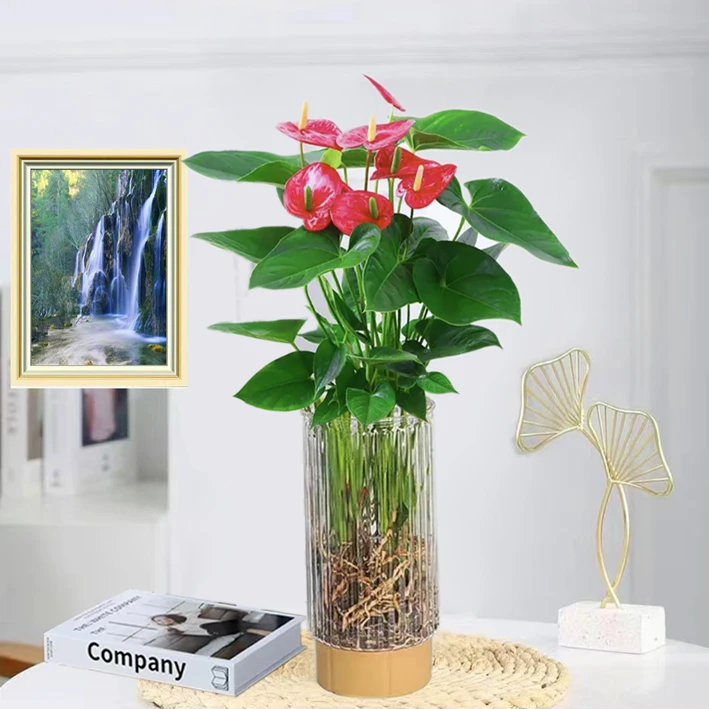 水培红掌白掌盆栽一帆风顺花卉植物室内好养绿植鸿运当头四季开花