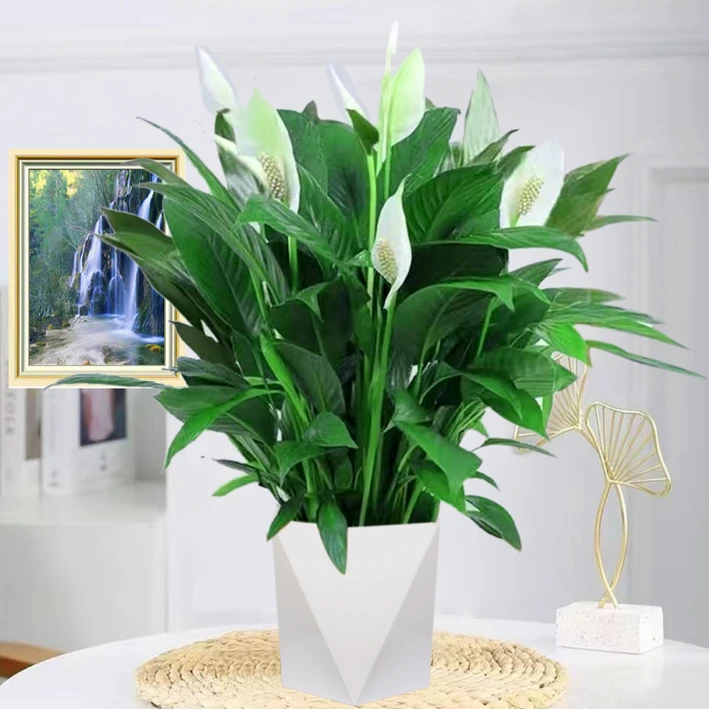 【花舞云汇】41-50公分白掌一帆风顺植物室内好养土培水培