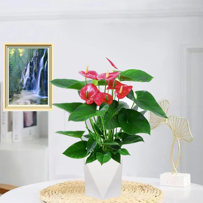 大红掌3-5朵花发货年宵花办公室自然生长净化空气红掌盆栽