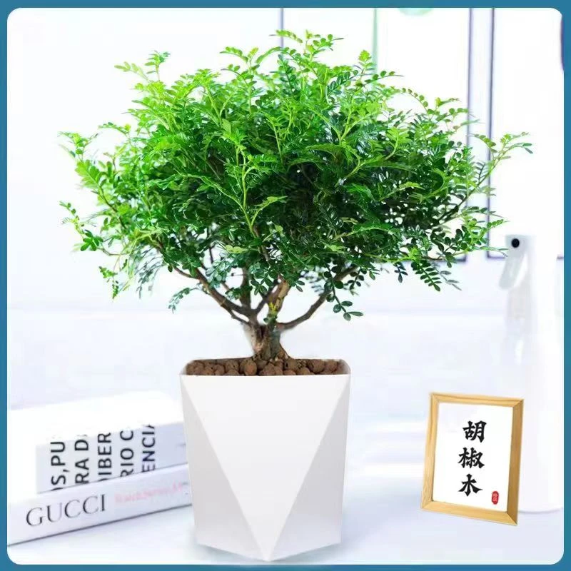 （五年老桩）清香胡椒木绿植驱蚊虫植物花卉盆栽四季常青净化空气
