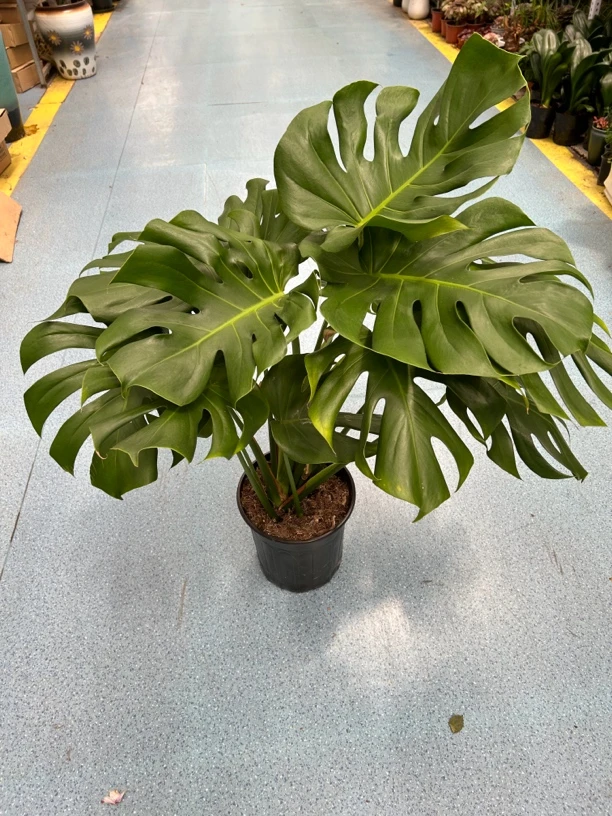 龟背竹-全疆包邮