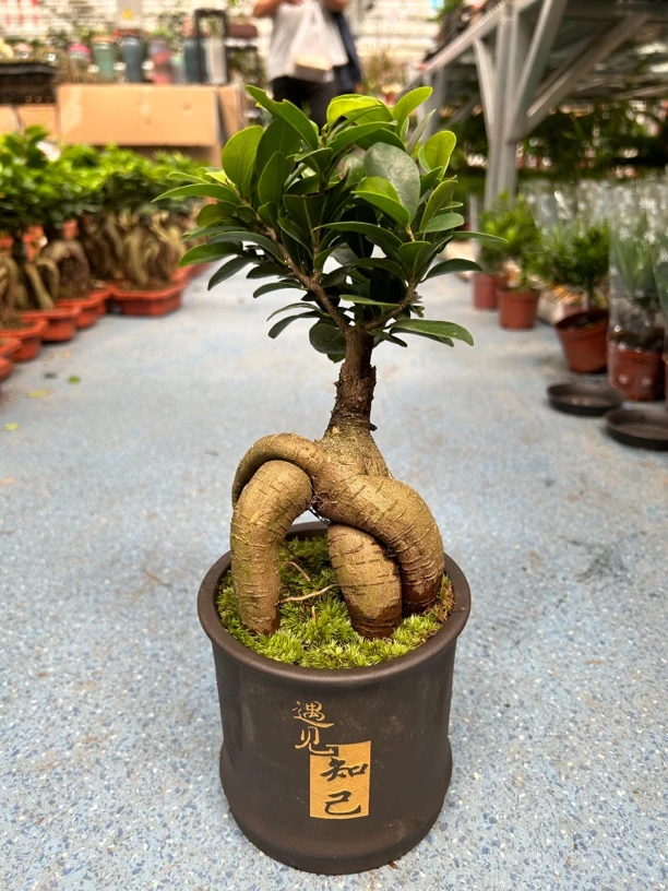人参榕盆景-全疆包邮