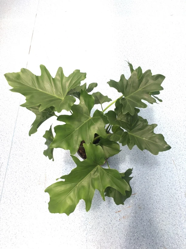 春芋-耐阴好养-全疆包邮