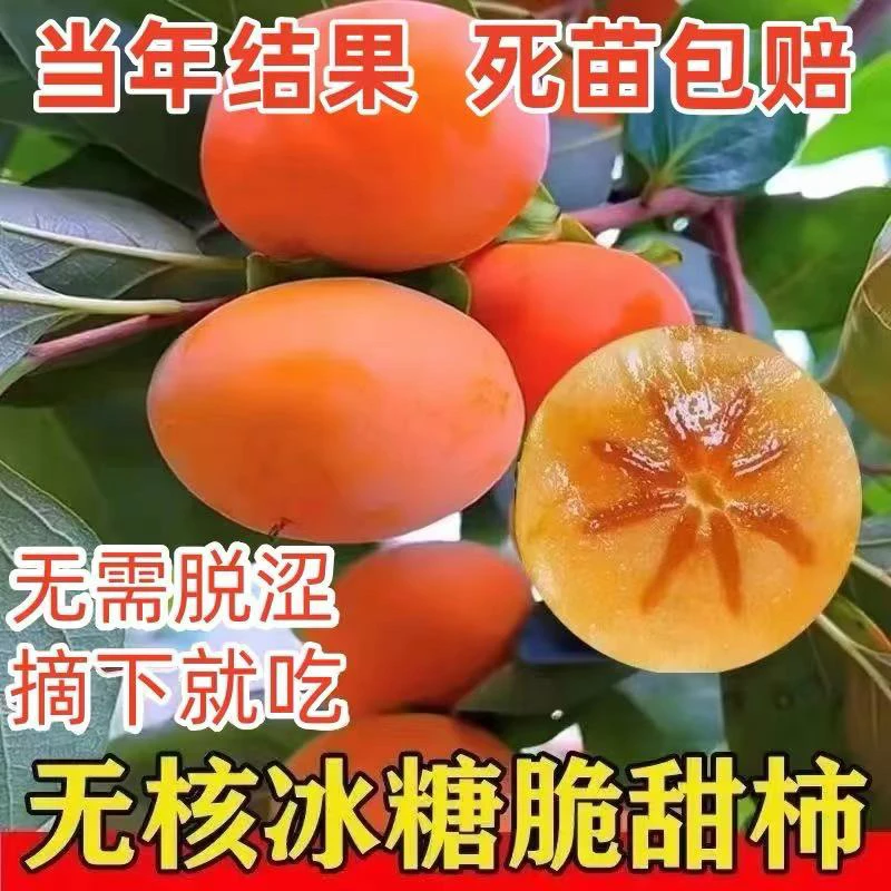 脆甜柿子树苗太秋甜柿盆栽庭院阳台种植果树苗