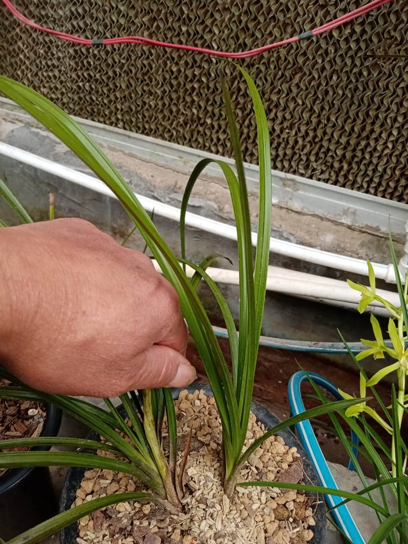 惠兰荷型素心，纯素，瓣荷型。浓香。品种稳定值得收藏