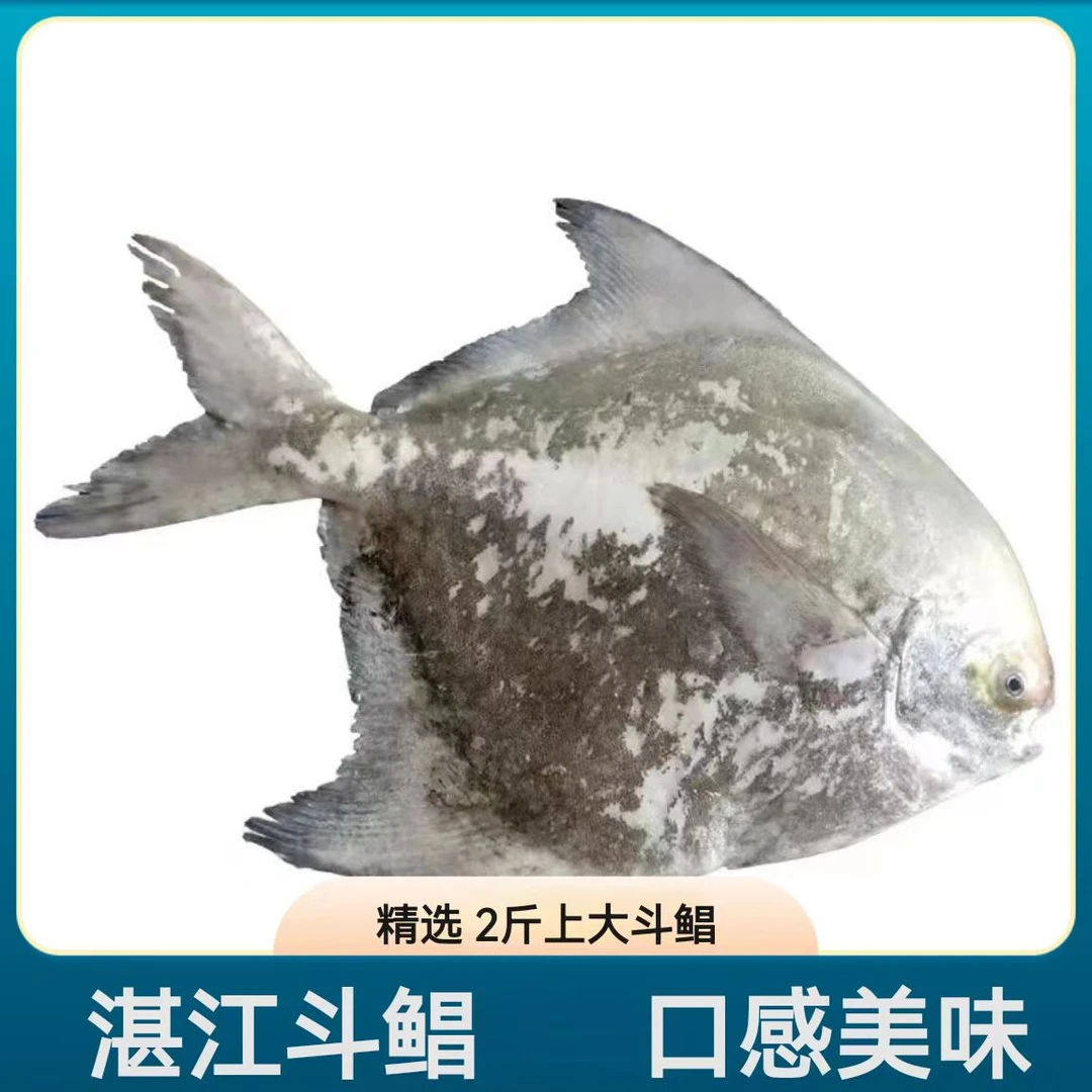 广东湛江白鲳鱼深海海捕斗鲳鱼新鲜海鲜鲜活冷冻真空包装