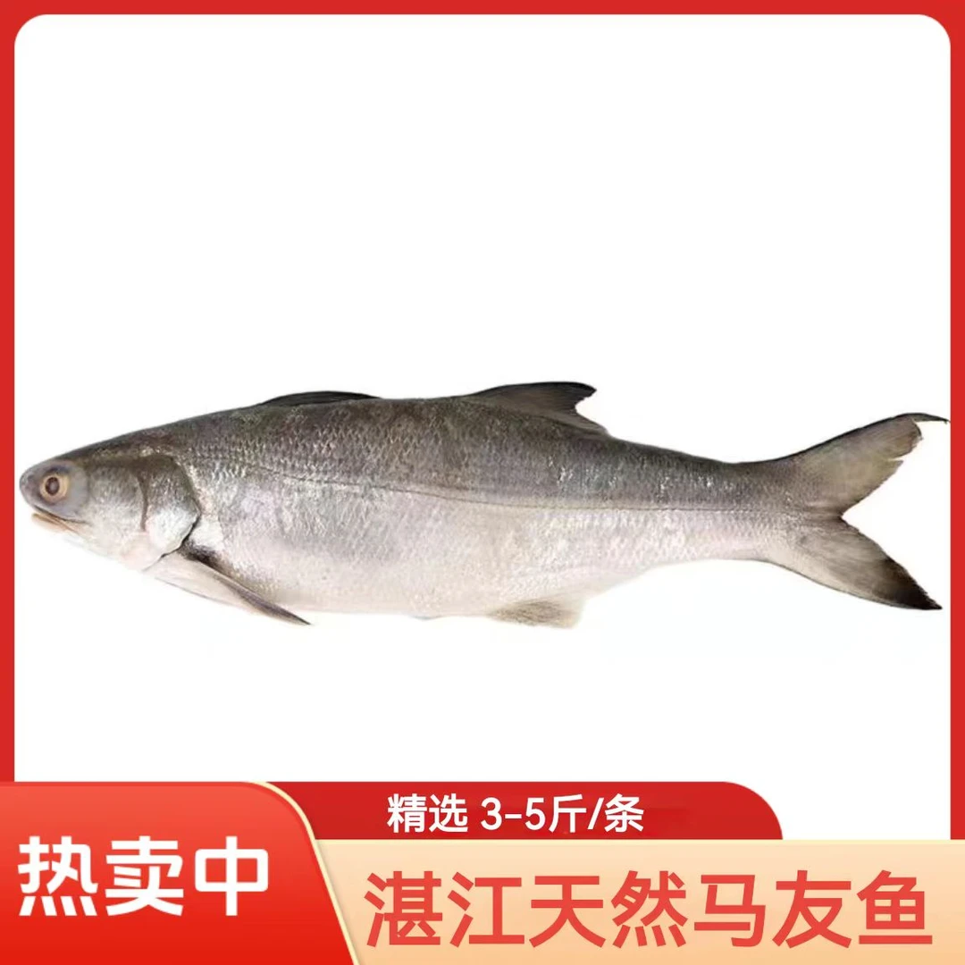 广东湛江深海天然大马友活鱼鲜活冷冻新鲜海鱼海鲜水产2斤装