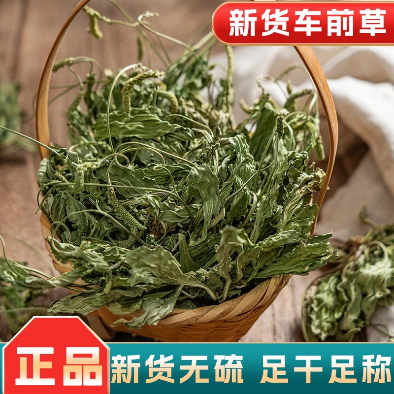 新货车前草正品袋装整颗车前草新鲜干货鸡内金金钱草蒲公英泡茶