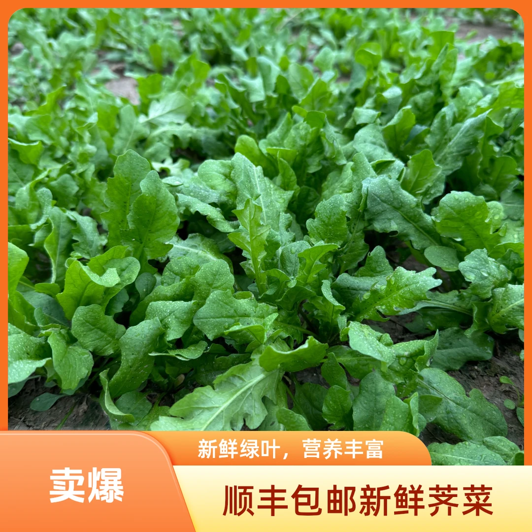 顺丰包邮现挖霜打 丑荠菜 1斤2斤3斤4斤野菜馄饨饺子馅蒸菜春卷