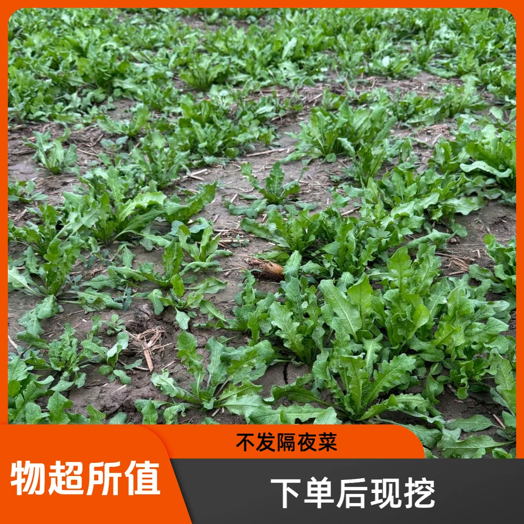 河南荠菜露天生长包饺子包馄饨蒸菜春卷2斤4斤