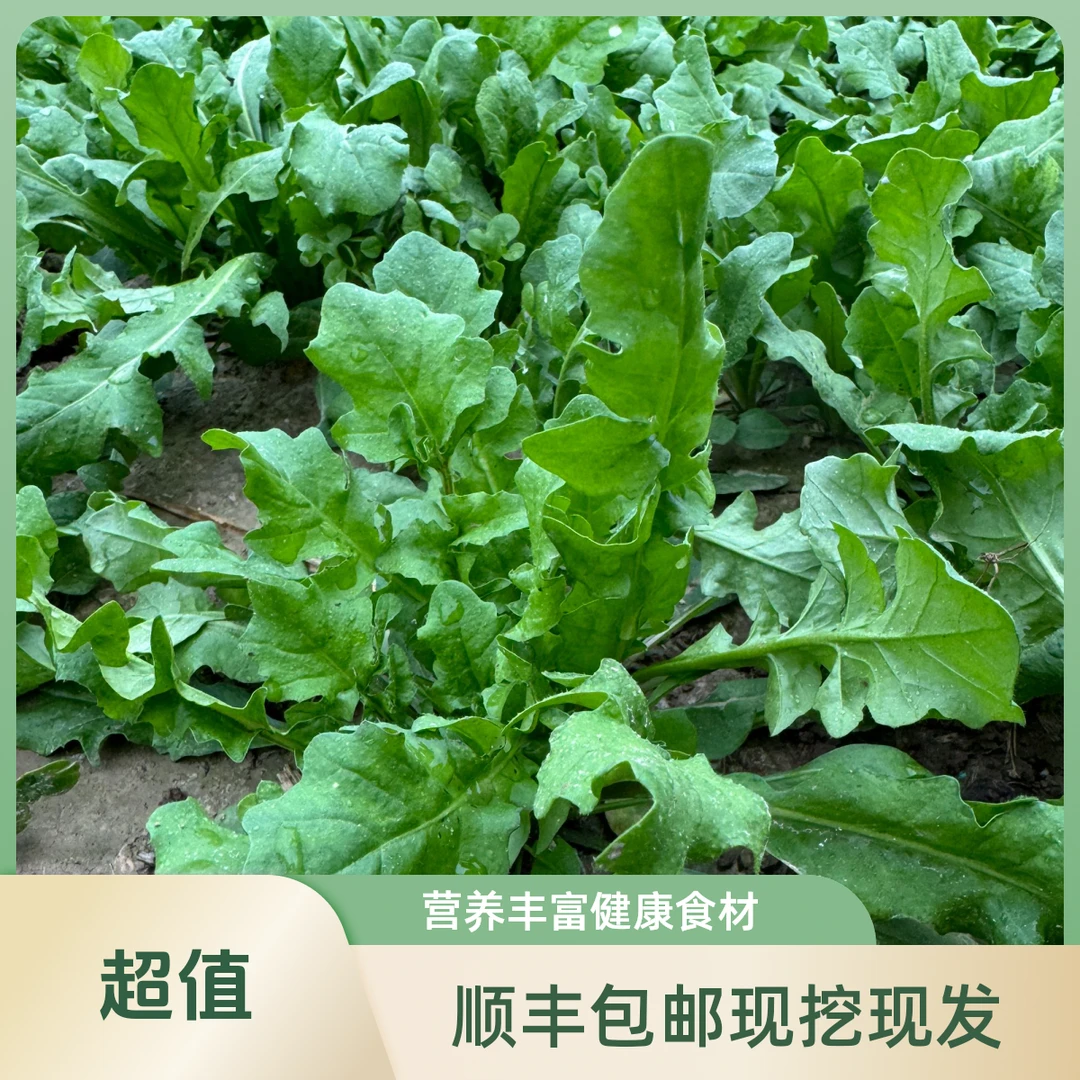 顺丰包邮现挖霜打 丑荠菜 1斤2斤3斤4斤野菜馄饨饺子馅蒸菜春卷