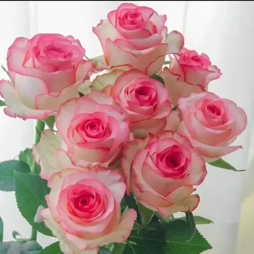 【香水爱莎】四季开花玫瑰花老桩月季花苗盆栽地栽庭院四季循环开