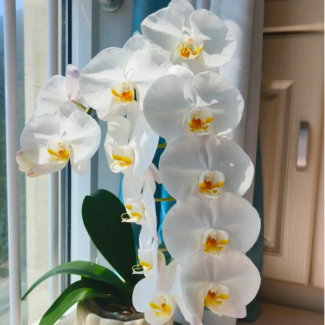 【二毛园艺】A级大白v3蝴蝶兰带花带花苞室内盆栽绿植好养活包邮