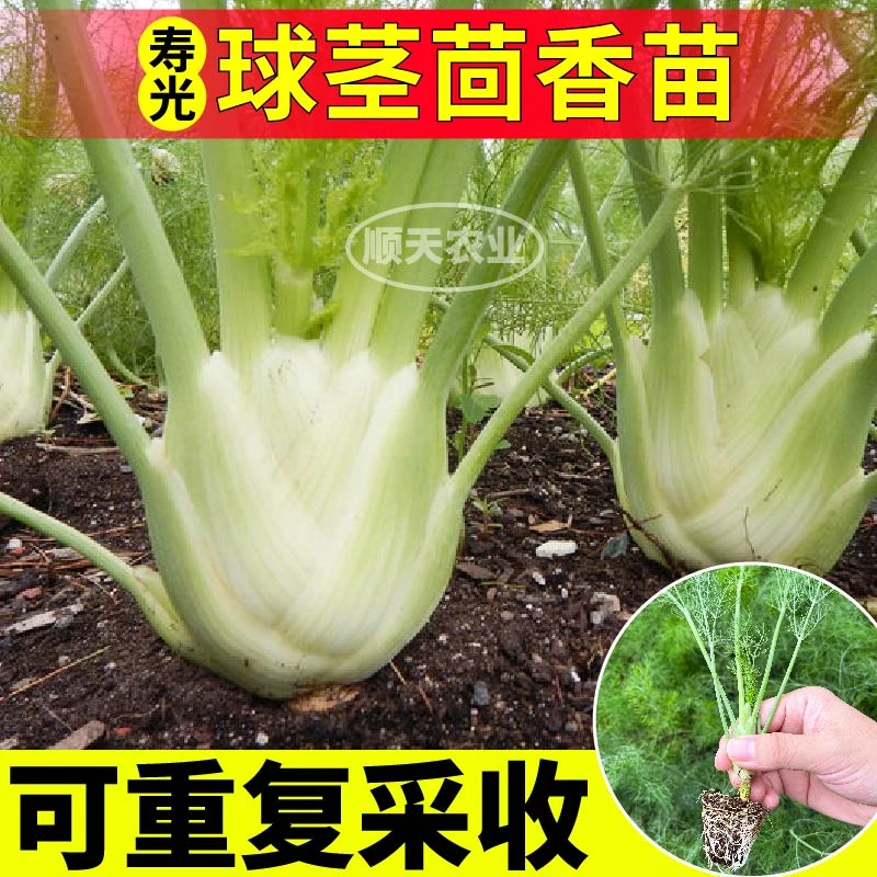 山东寿光球茎茴香秧苗结球割茬蔬菜四季盆栽阳台小院可食用蔬菜苗