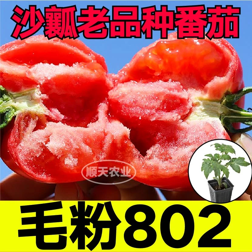 山东寿光大果毛粉802番茄苗秧苗沙瓤爆甜西红柿种苗四季大田盆栽